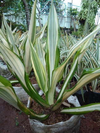 AGAVE PUTIH