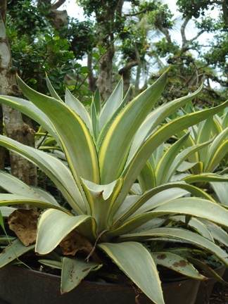 AGAVE VARRIGATA