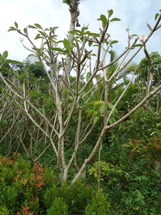 KEMBOJA KUNING BALI