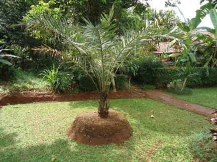 POHON KURMA