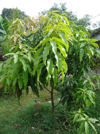 POHON MANGGA POHON MANGGA