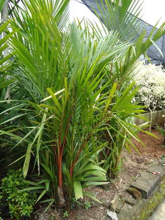 PALM MERAH