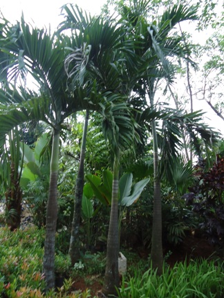 PALM PUTRI