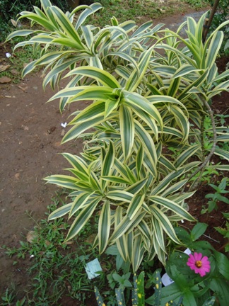 20 Tanaman Hias Daun Wali Songo