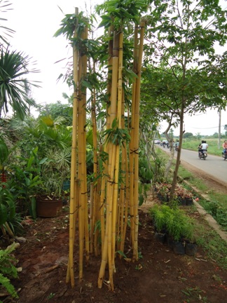 BAMBU PANDA BALI