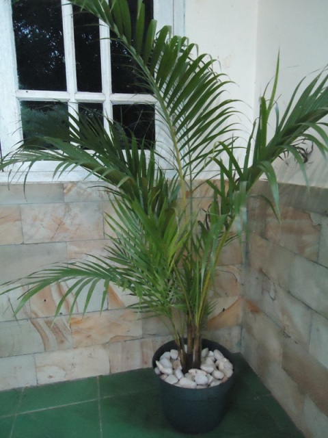 Palm Kuning