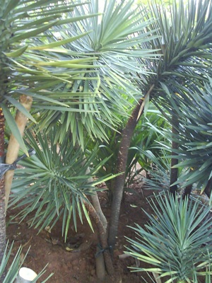 Tombak Raja Jual Tanaman Hias Jual Desain Landscape Jual