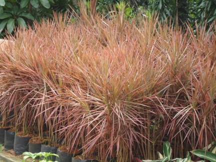 TRI COLOUR : JUAL TANAMAN HIAS, JUAL DESAIN LANDSCAPE, JUAL RUMPUT ...